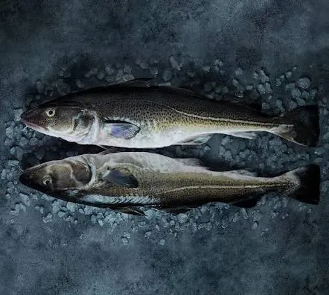 Atlantic Cod