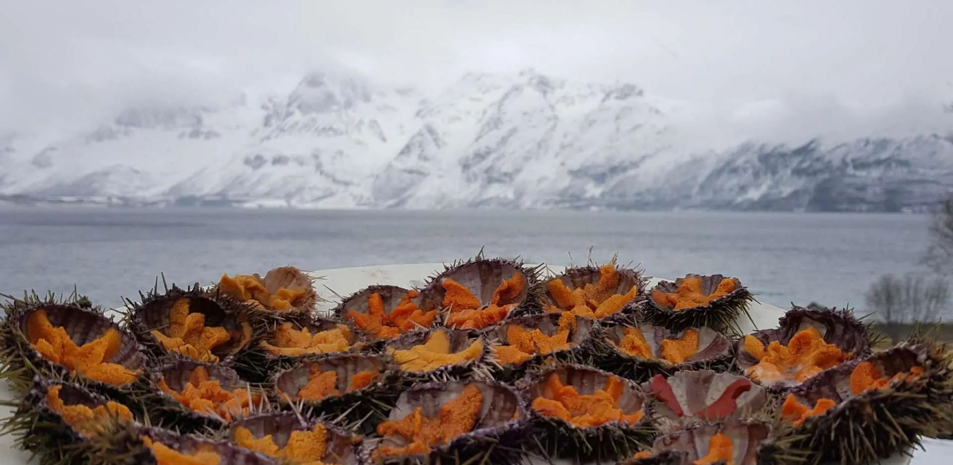 Norwegian fjord and snow-capped mountains, sea urchins on ice in the foreground