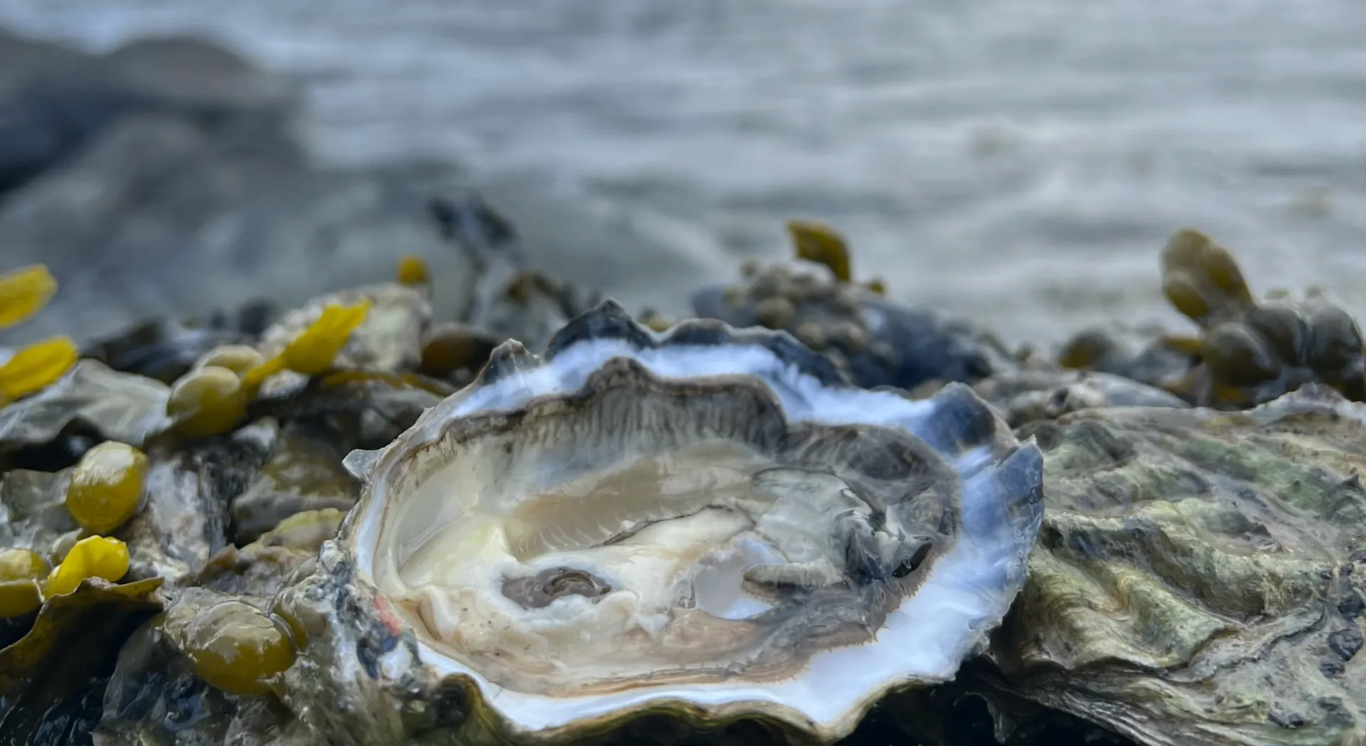 Oysters