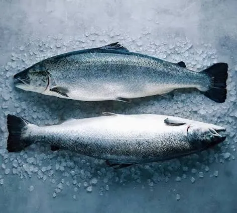 Atlantic Salmon