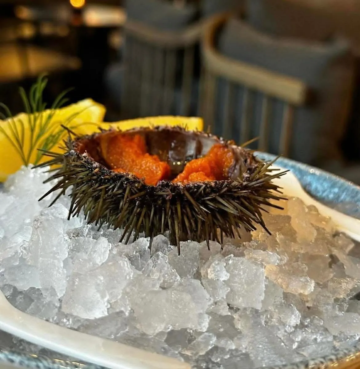 Green Sea Urchins