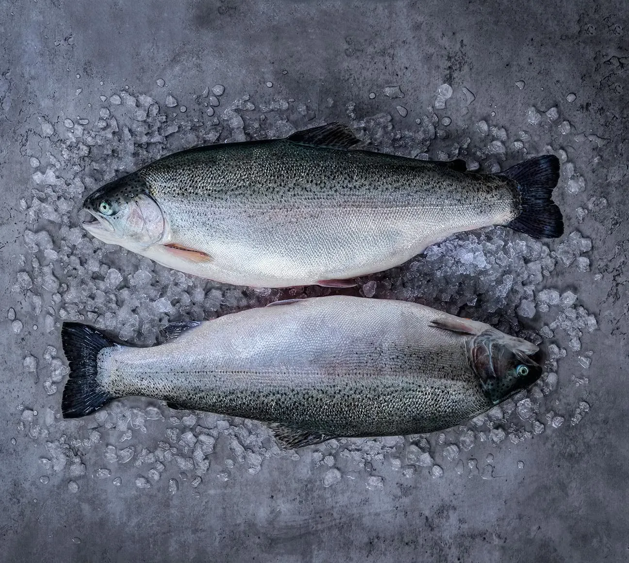 Norwegian Trout